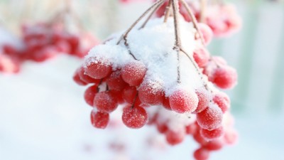 قرمز-زمستان-برف-برفی-میوه